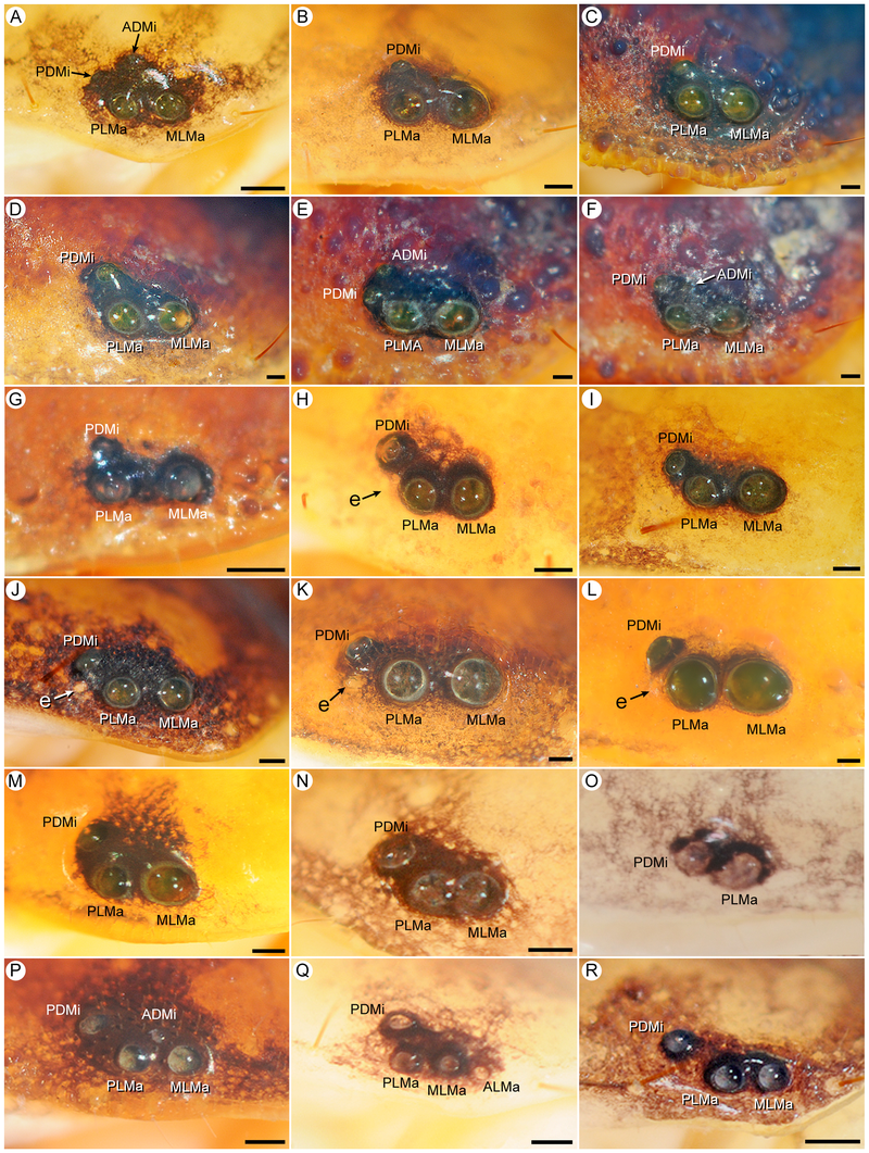 Illustration for article titled These Magnified Bug Parts Are Super Gross and You Should Look at Them